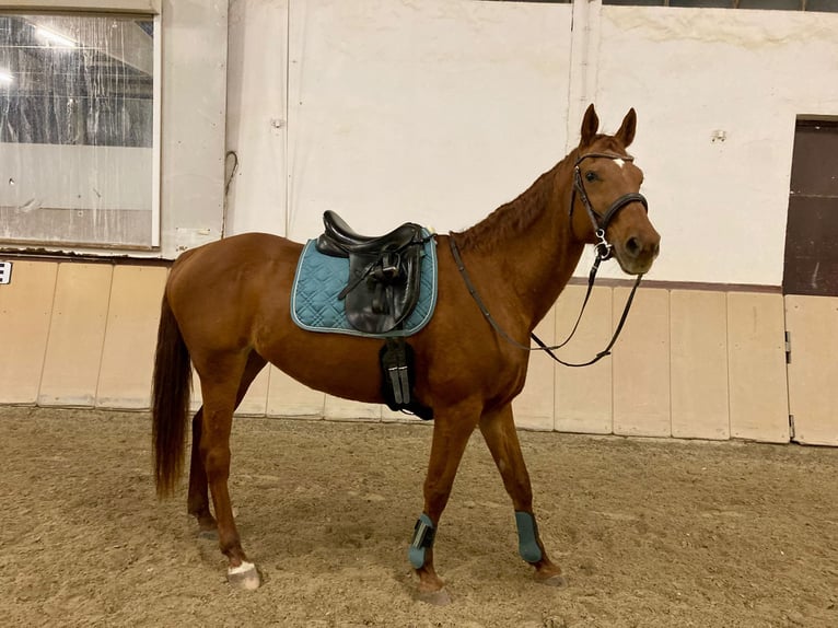 Bavarian Warmblood Mare 16 years 16 hh Chestnut-Red in Remlingen