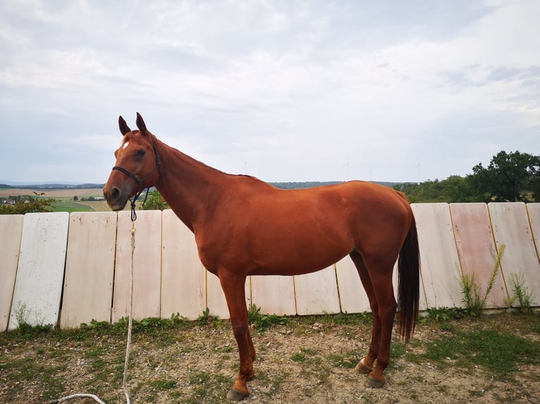 Bavarian Warmblood Mare 16 years 16 hh Chestnut-Red in Remlingen