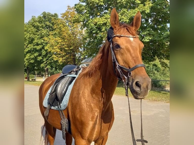 Bavarian Warmblood Mare 16 years 16 hh Chestnut-Red in Remlingen