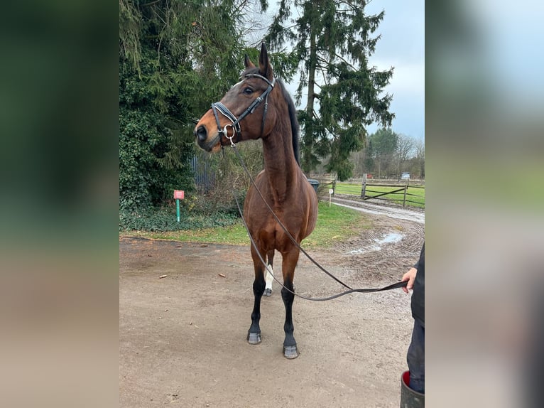 Bavarian Warmblood Mare 16 years 16,1 hh Brown in Visselhövede