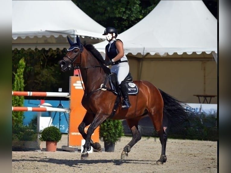 Bavarian Warmblood Mare 16 years 16,3 hh Brown in Seester