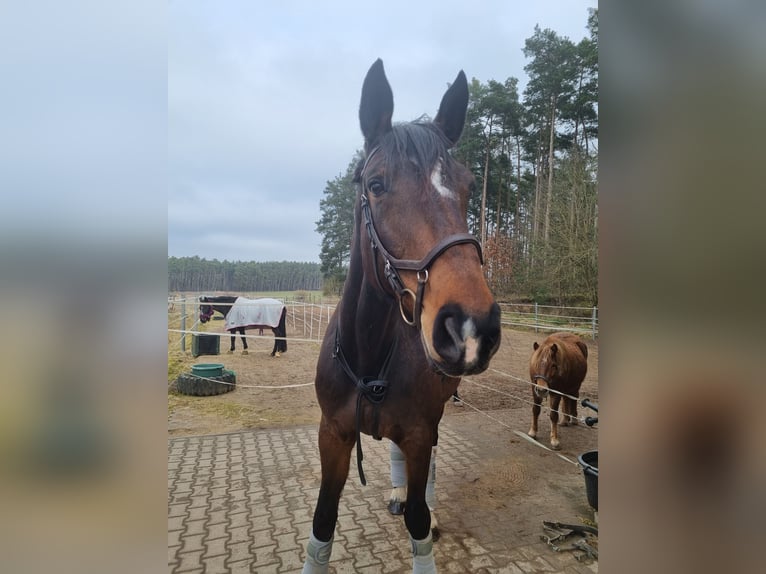 Bavarian Warmblood Mare 16 years 17,1 hh Brown in Schwanstetten