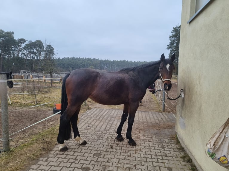 Bavarian Warmblood Mare 16 years 17,1 hh Brown in Schwanstetten