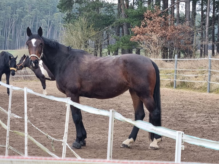 Bavarian Warmblood Mare 16 years 17,1 hh Brown in Schwanstetten