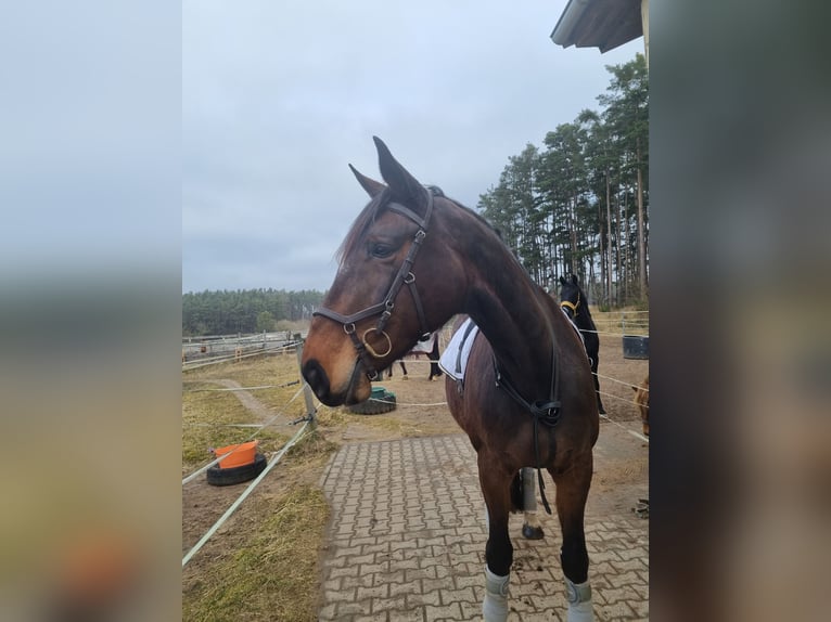 Bavarian Warmblood Mare 16 years 17,1 hh Brown in Schwanstetten