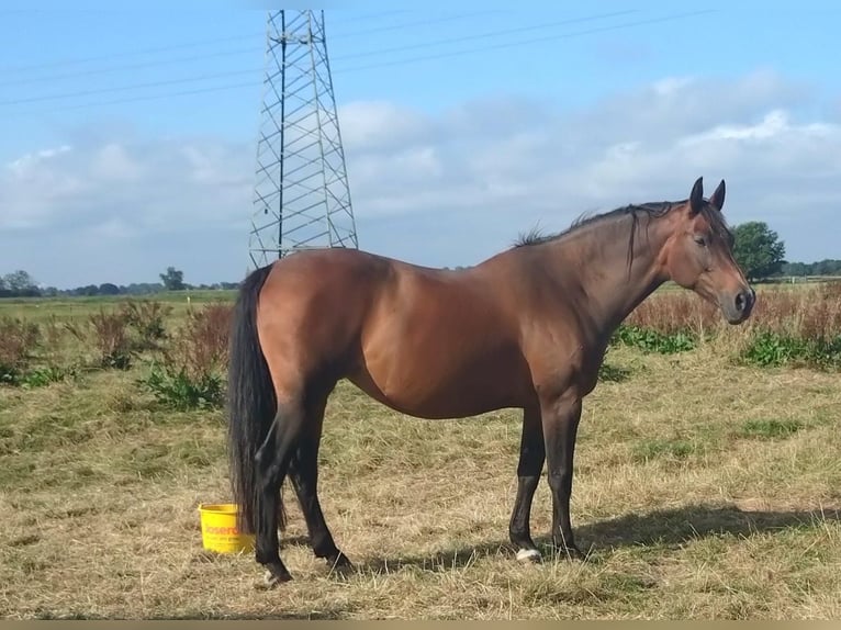 Bavarian Warmblood Mare 16 years 17 hh Brown in Seester