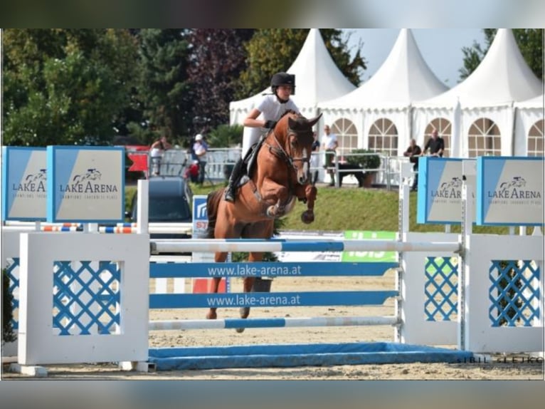 Bavarian Warmblood Mare 16 years Chestnut-Red in Wächtersbach