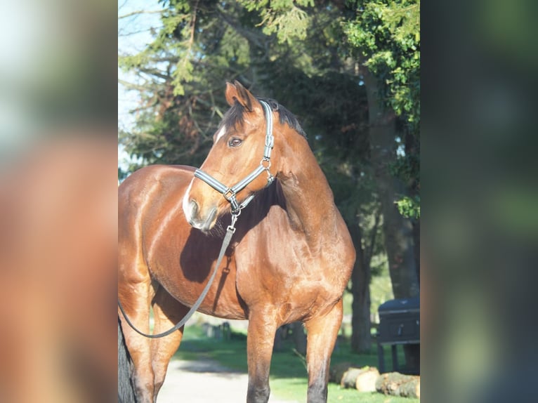 Bavarian Warmblood Mare 17 years 15.2 hh Brown in Dachau