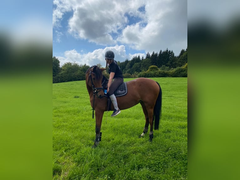 Bavarian Warmblood Mare 17 years 16.1 hh Brown in Altenmünster
