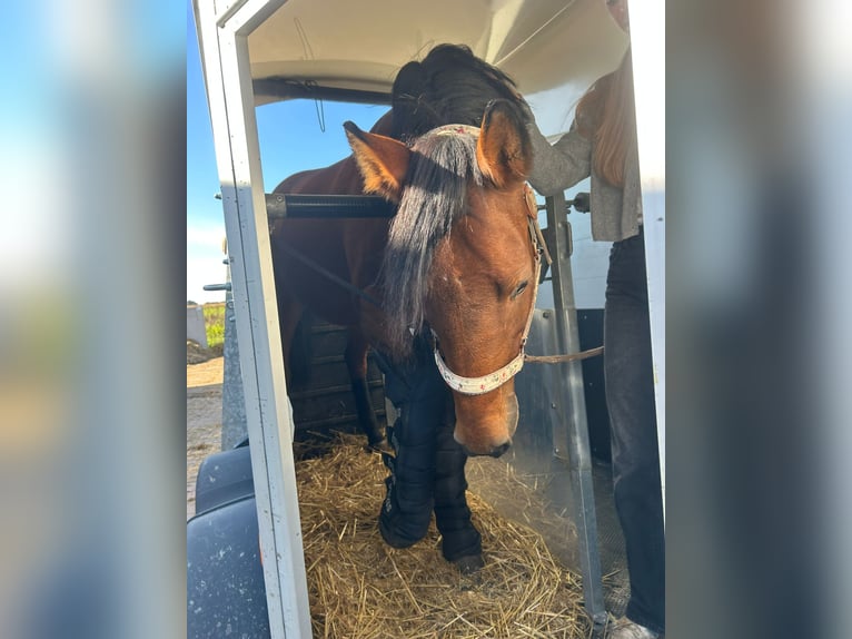 Bavarian Warmblood Mare 17 years 16.1 hh Brown in Altenmünster