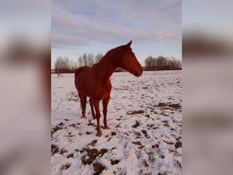 Bavarian Warmblood Mare 17 years 16.1 hh Chestnut-Red in Roßtal