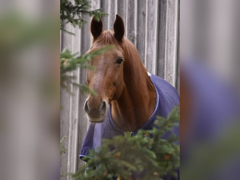 Bavarian Warmblood Mare 17 years 16.1 hh Chestnut-Red in Roßtal
