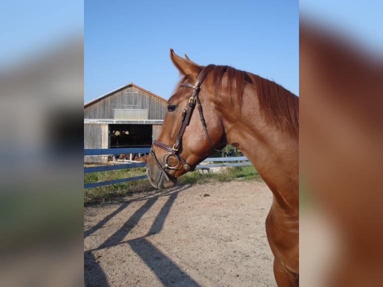 Bavarian Warmblood Mare 17 years 16.1 hh Chestnut-Red in Roßtal