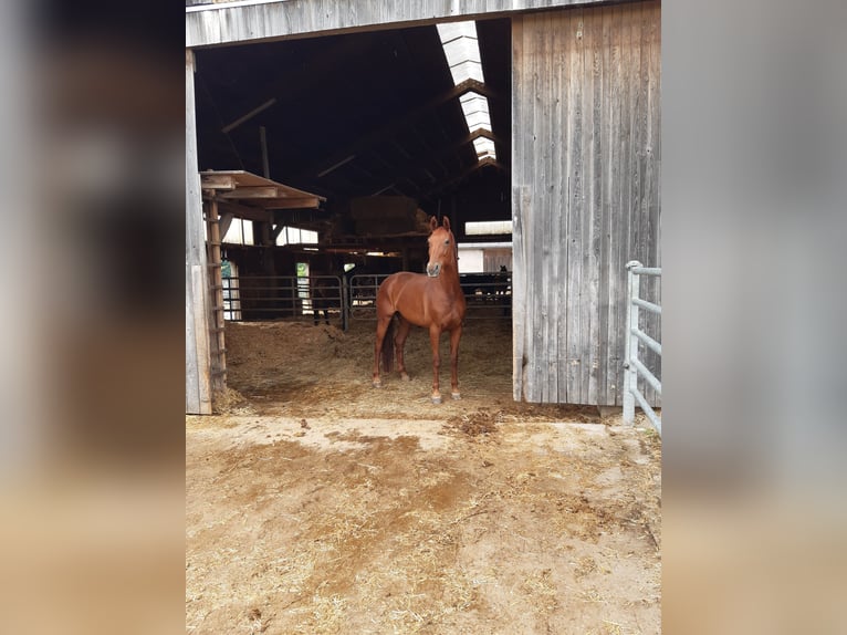 Bavarian Warmblood Mare 17 years 16.1 hh Chestnut-Red in Roßtal