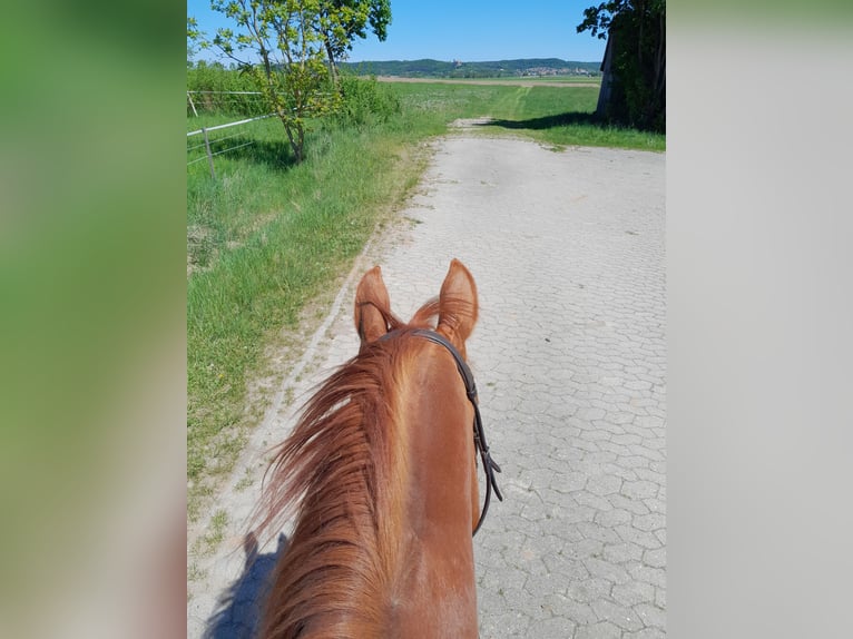 Bavarian Warmblood Mare 17 years 16.1 hh Chestnut-Red in Roßtal