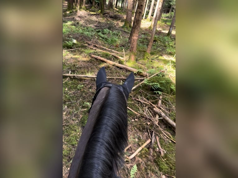 Bavarian Warmblood Mare 17 years 16.3 hh Bay-Dark in Straßlach-Dingharting