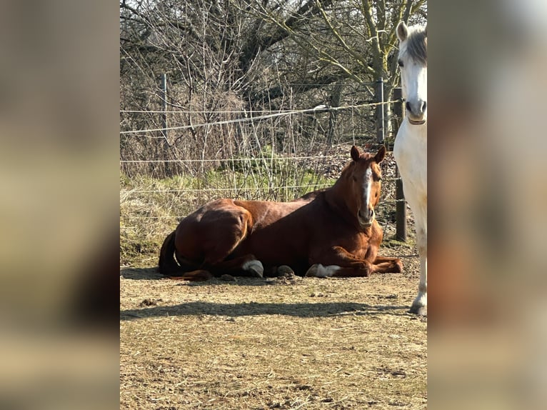 Bavarian Warmblood Mare 17 years 16 hh Chestnut-Red in Sch&#xF6;nwalde-Glien