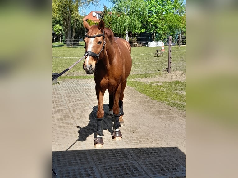 Bavarian Warmblood Mare 17 years 16 hh Chestnut-Red in Sch&#xF6;nwalde-Glien