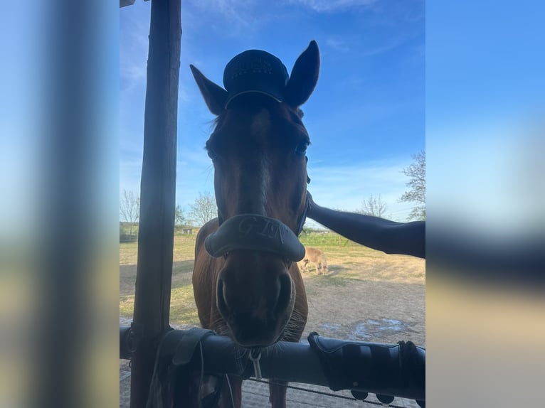 Bavarian Warmblood Mare 17 years 16 hh Chestnut-Red in Sch&#xF6;nwalde-Glien