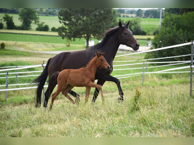 Bavarian Warmblood Mare 17 years 16 hh in Steinach