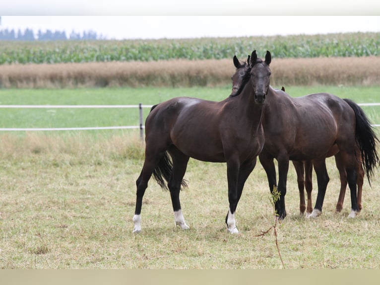 Bavarian Warmblood Mare 17 years 16 hh Smoky-Black in Rehau