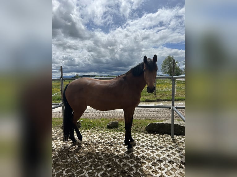 Bavarian Warmblood Mare 17 years 16,1 hh Brown in Altenmünster