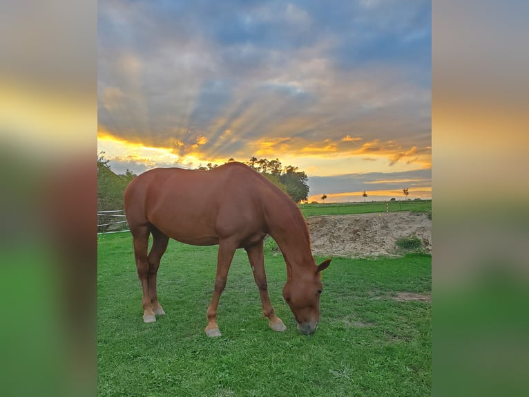 Bavarian Warmblood Mare 17 years 16,1 hh Chestnut-Red in Roßtal