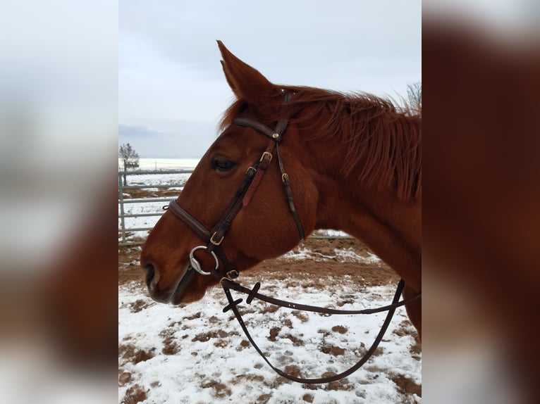 Bavarian Warmblood Mare 17 years 16,1 hh Chestnut-Red in Roßtal
