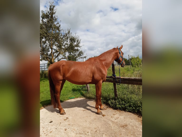 Bavarian Warmblood Mare 17 years 16,1 hh Chestnut-Red in Roßtal