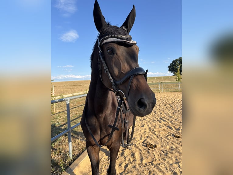 Bavarian Warmblood Mare 17 years 16,1 hh Smoky-Black in Beilngries