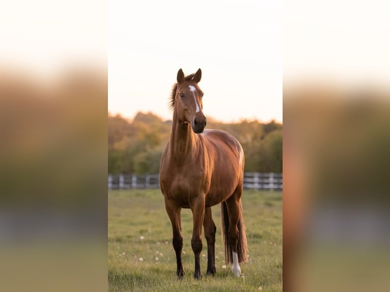 Bavarian Warmblood Mare 17 years 16,3 hh Brown in Seester