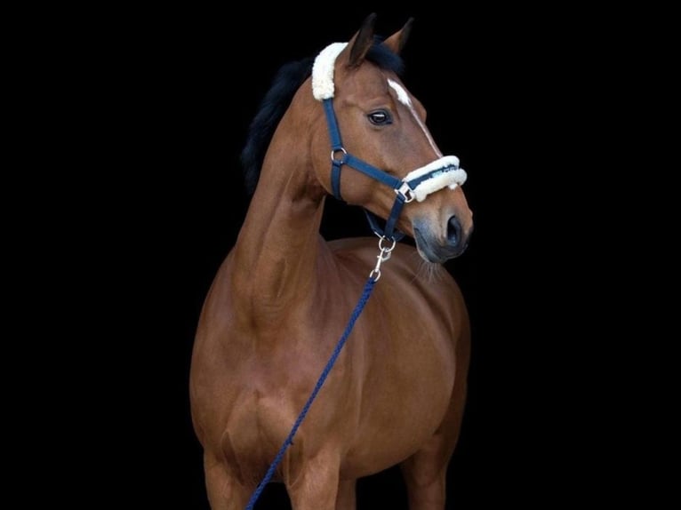 Bavarian Warmblood Mare 17 years 16,3 hh Brown in Seester