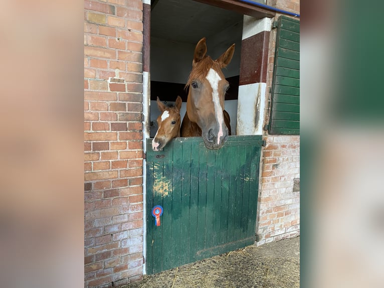 Bavarian Warmblood Mare 17 years 17,1 hh Chestnut-Red in Berlin