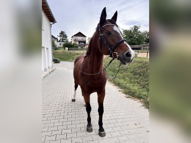 Bavarian Warmblood Mare 18 years 16,1 hh Brown in Wonsheim