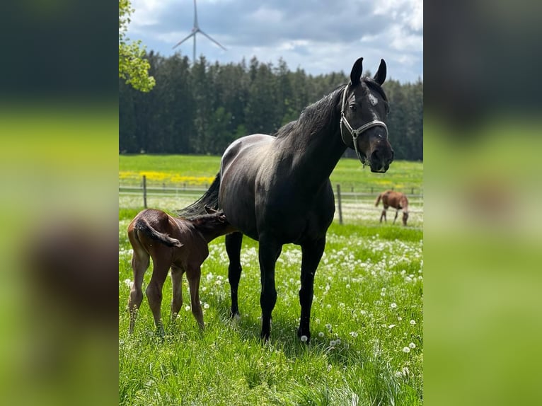 Bavarian Warmblood Mare 18 years 16.1 hh Smoky-Black in Neureichenau