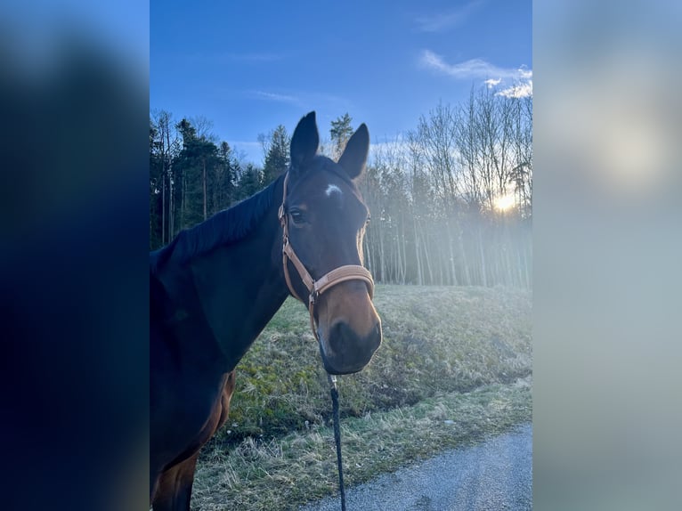 Bavarian Warmblood Mare 18 years 16,2 hh Brown in Frankenhardt