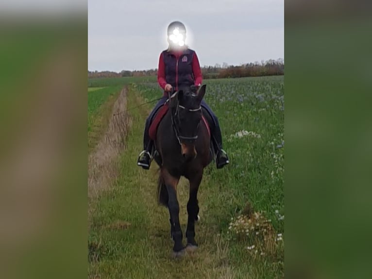 Bavarian Warmblood Mix Mare 18 years 16,3 hh Bay-Dark in Schönefeld