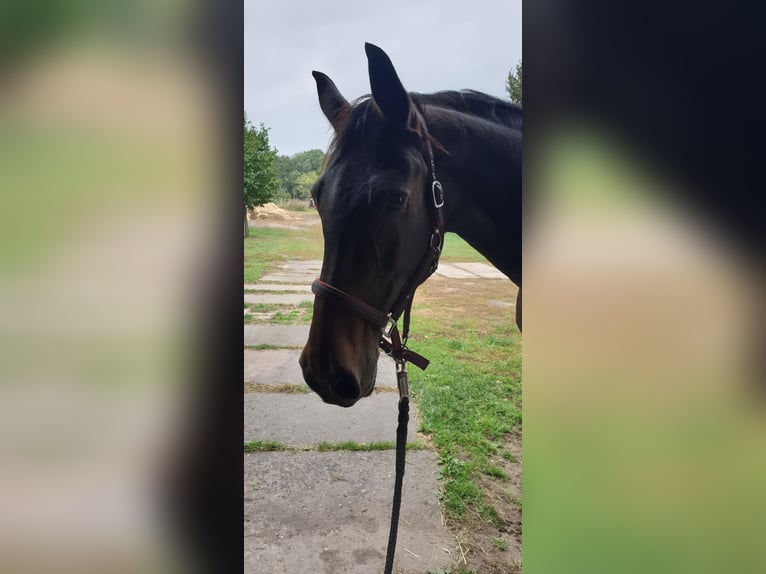 Bavarian Warmblood Mix Mare 18 years 16,3 hh Bay-Dark in Schönefeld