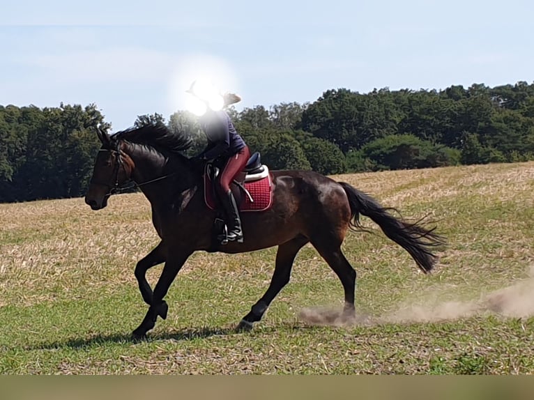 Bavarian Warmblood Mix Mare 18 years 16,3 hh Bay-Dark in Schönefeld