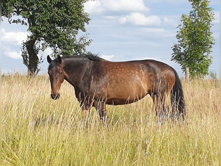 Bavarian Warmblood Mix Mare 18 years 16,3 hh Bay-Dark in Schönefeld