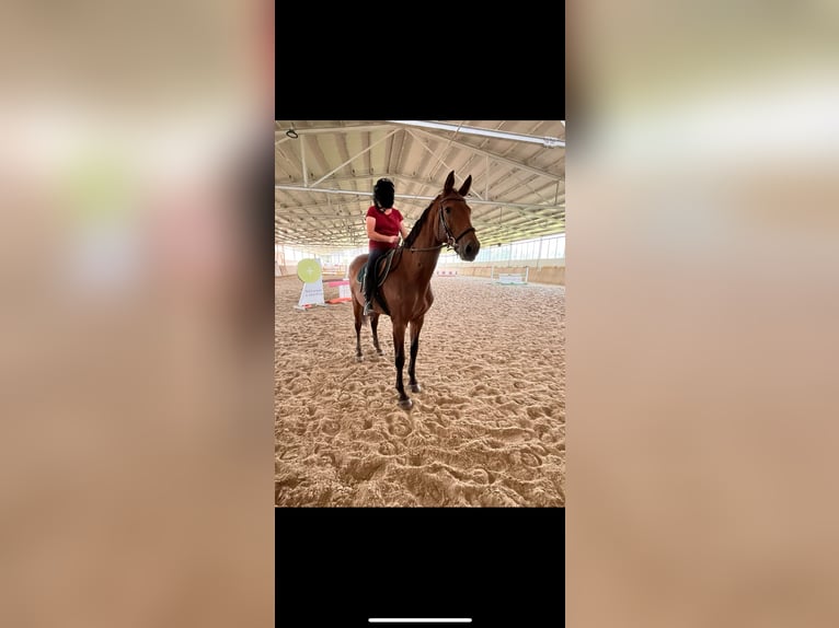 Bavarian Warmblood Mare 18 years 16,2 hh Bay-Dark in Rotthalm&#xFC;nster