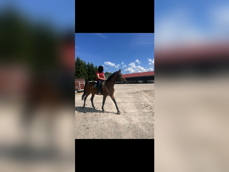 Bavarian Warmblood Mare 18 years 16,2 hh Bay-Dark in Rotthalm&#xFC;nster