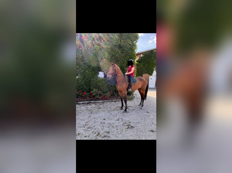 Bavarian Warmblood Mare 18 years 16,2 hh Bay-Dark in Rotthalm&#xFC;nster