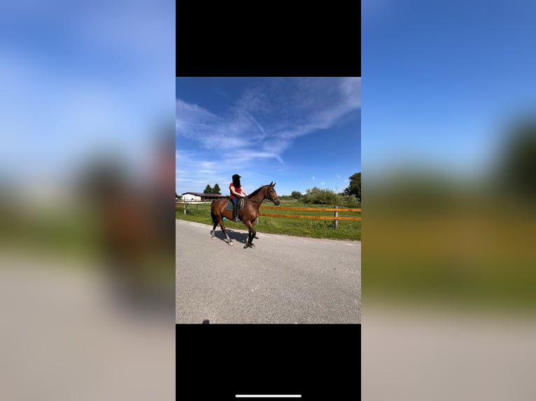 Bavarian Warmblood Mare 18 years 16,2 hh Bay-Dark in Rotthalm&#xFC;nster