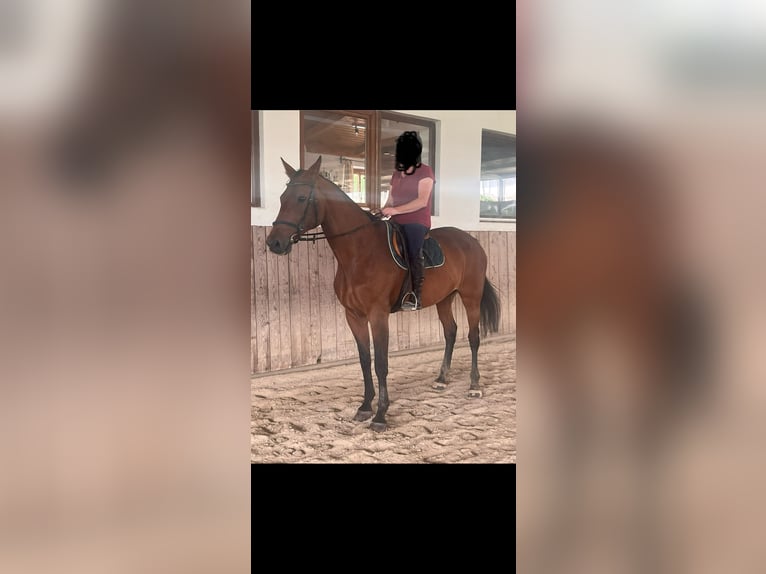 Bavarian Warmblood Mare 18 years 16,2 hh Bay-Dark in Rotthalm&#xFC;nster