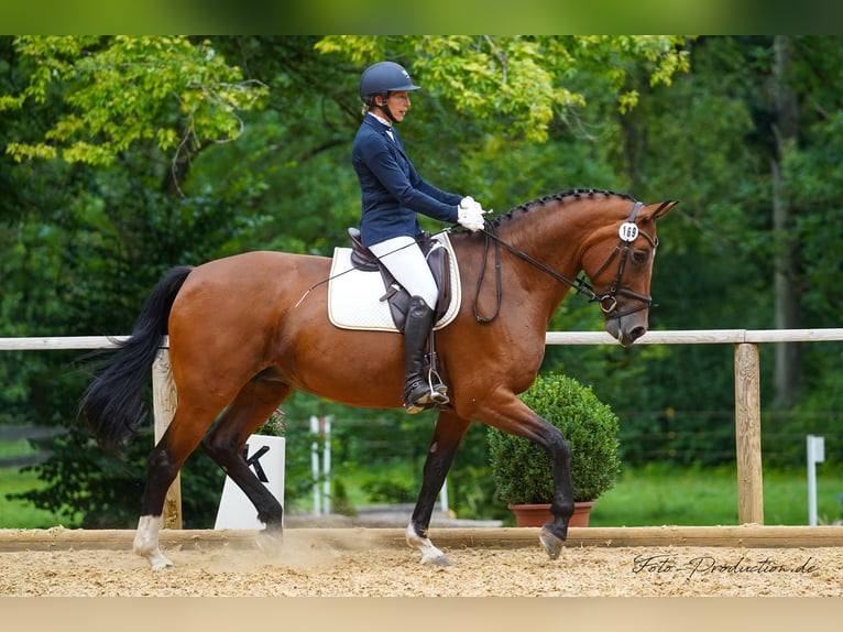 Bavarian Warmblood Mare 18 years 17 hh Brown in Schönwalde am Bungsberg