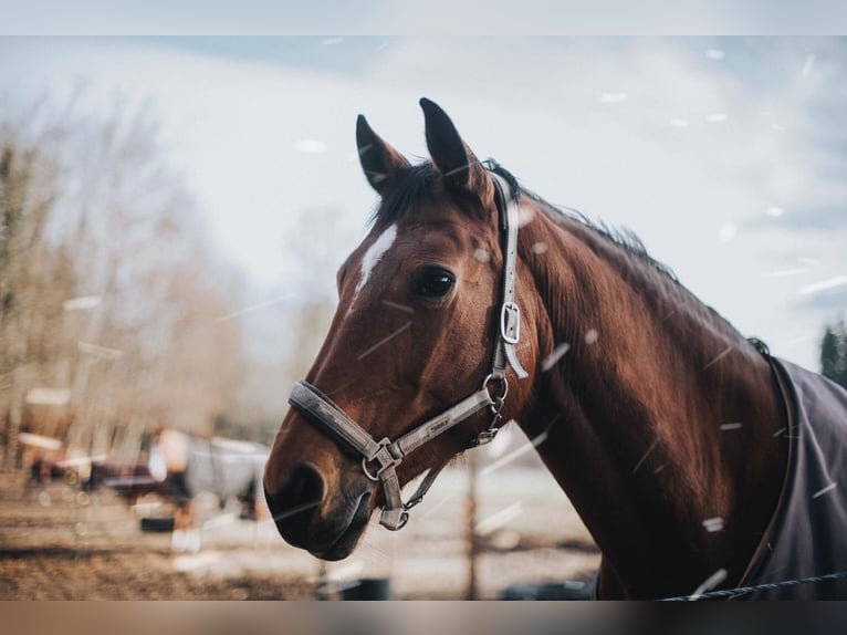 Bavarian Warmblood Mare 18 years 17 hh Brown in Schönwalde am Bungsberg