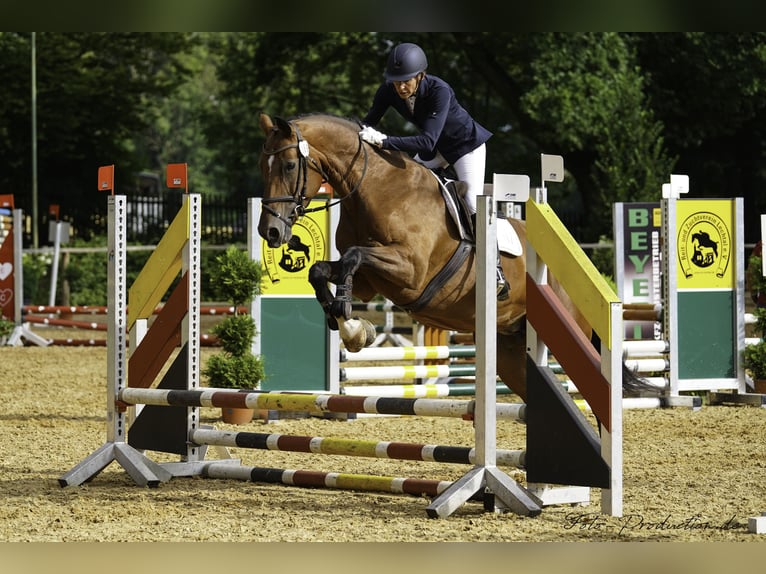 Bavarian Warmblood Mare 18 years 17 hh Brown in Schönwalde am Bungsberg