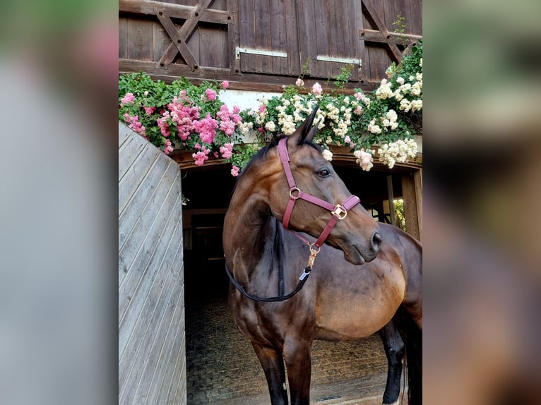 Bavarian Warmblood Mare 18 years 17,1 hh Bay-Dark in M&#xFC;hldorf am Inn