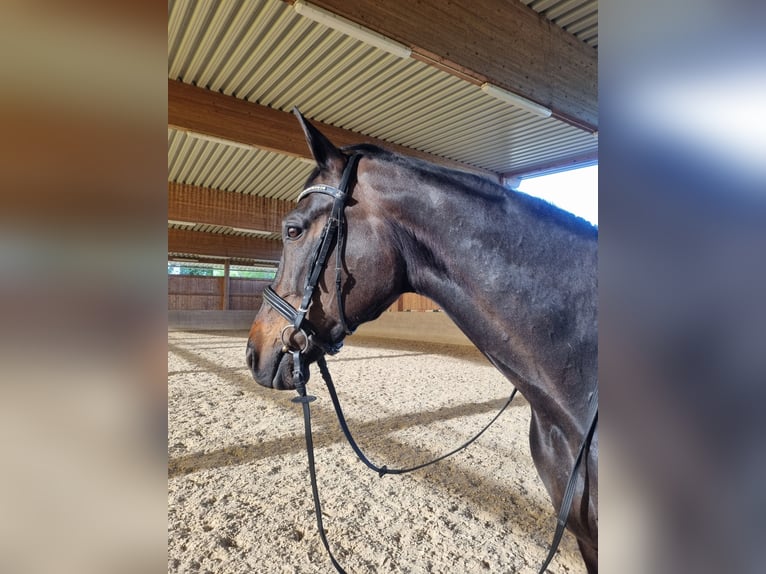 Bavarian Warmblood Mare 18 years 17,1 hh Bay-Dark in M&#xFC;hldorf am Inn